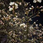 ヒメ日記 2025/04/04 00:38 投稿 まりあ TERRACE(金沢)