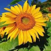 ヒメ日記 2025/08/06 07:28 投稿 かがみ 40代からのリアル鹿児島美熟女 REBORN リボン