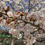 ヒメ日記 2026/04/03 20:12 投稿 くるみ ギン妻パラダイス 和歌山店