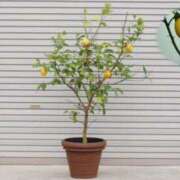 ヒメ日記 2025/04/22 10:14 投稿 のびる 熟女の風俗最終章 仙台店