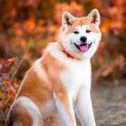 ヒメ日記 2025/06/15 15:15 投稿 のびる 熟女の風俗最終章 仙台店