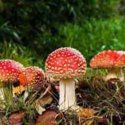 ヒメ日記 2026/03/26 13:44 投稿 のびる 熟女の風俗最終章 仙台店