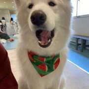 ヒメ日記 2025/07/01 12:08 投稿 さくら ダイスキ