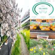 ヒメ日記 2025/04/11 23:01 投稿 さら モアグループ川越人妻花壇