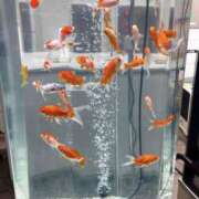 ヒメ日記 2025/08/14 22:23 投稿 さら モアグループ川越人妻花壇