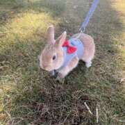 ヒメ日記 2025/11/24 11:51 投稿 さら モアグループ川越人妻花壇