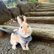 ヒメ日記 2026/04/21 18:26 投稿 さら モアグループ川越人妻花壇