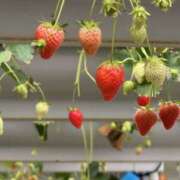 ヒメ日記 2025/04/24 10:12 投稿 道端陽葵(みちばたひまり) 五十路マダムエクスプレス厚木店(カサブランカグループ)