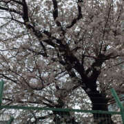 ヒメ日記 2025/03/31 08:36 投稿 しほ 奥鉄オクテツ東京店（デリヘル市場）