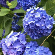 ヒメ日記 2025/07/02 00:55 投稿 しほ 奥鉄オクテツ東京店（デリヘル市場）