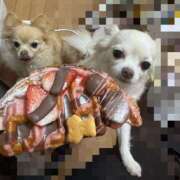 ヒメ日記 2025/02/12 23:25 投稿 池田まい ぽっちゃりレボリューション