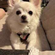 ヒメ日記 2025/05/10 21:54 投稿 池田まい ぽっちゃりレボリューション