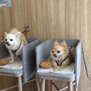 ヒメ日記 2025/08/27 16:25 投稿 池田まい ぽっちゃりレボリューション