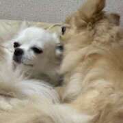 ヒメ日記 2025/10/25 00:09 投稿 池田まい ぽっちゃりレボリューション