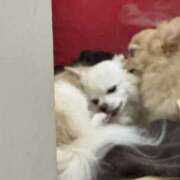 ヒメ日記 2025/11/06 00:22 投稿 池田まい ぽっちゃりレボリューション