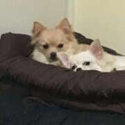 ヒメ日記 2025/11/30 11:56 投稿 池田まい ぽっちゃりレボリューション