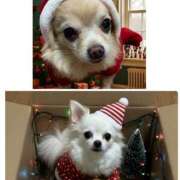 ヒメ日記 2025/12/25 11:41 投稿 池田まい ぽっちゃりレボリューション