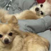 ヒメ日記 2026/01/04 11:44 投稿 池田まい ぽっちゃりレボリューション