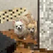 ヒメ日記 2026/01/13 18:46 投稿 池田まい ぽっちゃりレボリューション