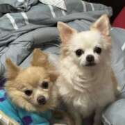 ヒメ日記 2026/02/07 12:15 投稿 池田まい ぽっちゃりレボリューション