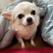 ヒメ日記 2026/02/14 12:25 投稿 池田まい ぽっちゃりレボリューション