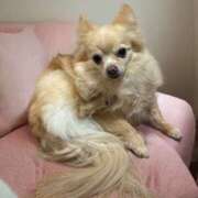 ヒメ日記 2026/02/16 13:35 投稿 池田まい ぽっちゃりレボリューション