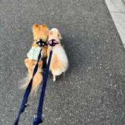 池田まい 出勤です〜 ぽっちゃりレボリューション
