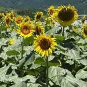 ヒメ日記 2025/08/11 09:54 投稿 はるみ 激情団地妻