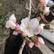 ヒメ日記 2025/04/05 12:32 投稿 むつみ 熟女家 堺東店