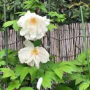 ヒメ日記 2025/05/12 12:08 投稿 むつみ 熟女家 堺東店