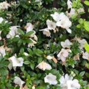 ヒメ日記 2025/05/29 12:38 投稿 むつみ 熟女家 堺東店