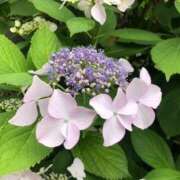 ヒメ日記 2025/06/06 10:53 投稿 むつみ 熟女家 堺東店