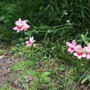 ヒメ日記 2025/06/15 13:38 投稿 むつみ 熟女家 堺東店