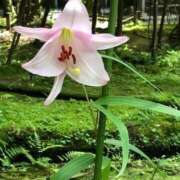 ヒメ日記 2025/06/18 12:31 投稿 むつみ 熟女家 堺東店