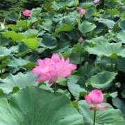 ヒメ日記 2025/08/07 12:27 投稿 むつみ 熟女家 堺東店