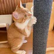 ヒメ日記 2025/02/04 15:06 投稿 ひより☆男性経験ほぼゼロ♪ 妹系イメージSOAP萌えフードル学園 大宮本校