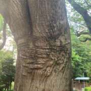 岩崎 みこと 木の幹の皺 ５(ファイブ)
