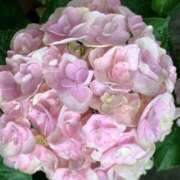 ヒメ日記 2025/06/20 22:45 投稿 ゆう 熟女パラダイス岐阜店（カサブランカグループ）