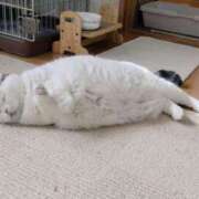 ヒメ日記 2025/03/17 18:54 投稿 きあら ビデオDEはんど 名古屋校