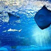 ヒメ日記 2025/11/08 23:01 投稿 笑って咲く『花』になろう。 グッドスマイル