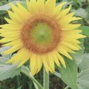 ヒメ日記 2025/08/18 18:15 投稿 なみ 鹿児島ちゃんこ 薩摩川内店