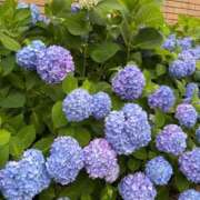 ヒメ日記 2025/05/27 11:20 投稿 かな ウルトラグレイス24