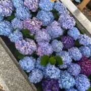 ヒメ日記 2025/06/03 07:20 投稿 かな ウルトラグレイス24