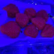 ヒメ日記 2025/03/26 09:56 投稿 朝倉【あさくら】 丸妻 西船橋店