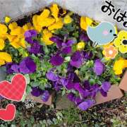 ヒメ日記 2025/01/15 08:08 投稿 若狭歌波(わかさかなみ) 五十路マダムエクスプレス厚木店(カサブランカグループ)