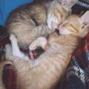 ヒメ日記 2025/06/29 02:04 投稿 めと 一宮稲沢小牧ちゃんこ