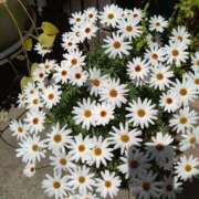 ヒメ日記 2025/07/23 01:47 投稿 片岡 あなたに逢いたくて