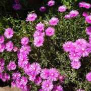 ヒメ日記 2025/07/30 03:37 投稿 片岡 あなたに逢いたくて