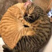 ヒメ日記 2024/12/23 04:59 投稿 チェリー 鶯谷デッドボール