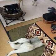 ヒメ日記 2025/01/23 22:20 投稿 チェリー 鶯谷デッドボール